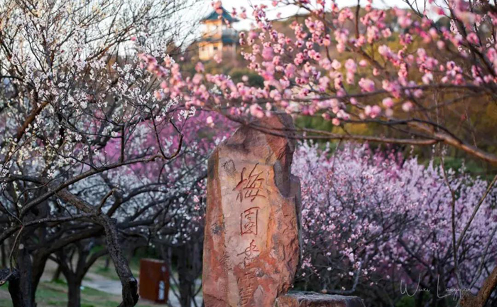 Plum blossoms festival opens in Wuxi