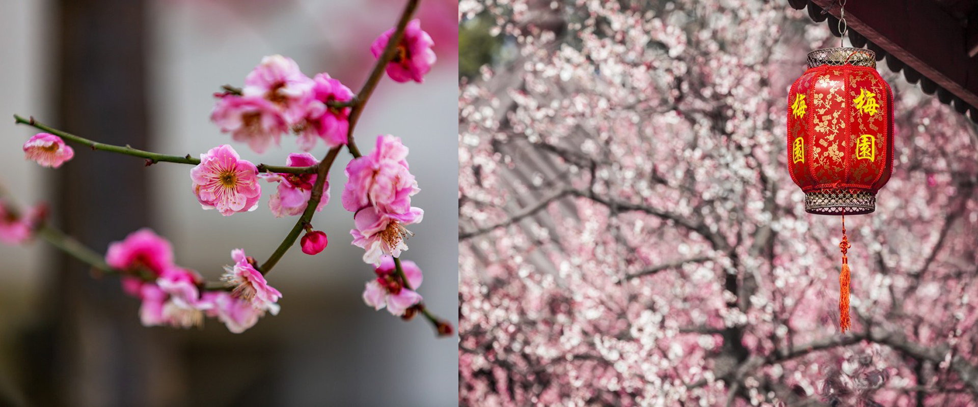 Blooming plums in Wuxi