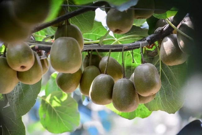 Wuxi-grown fruits hit market