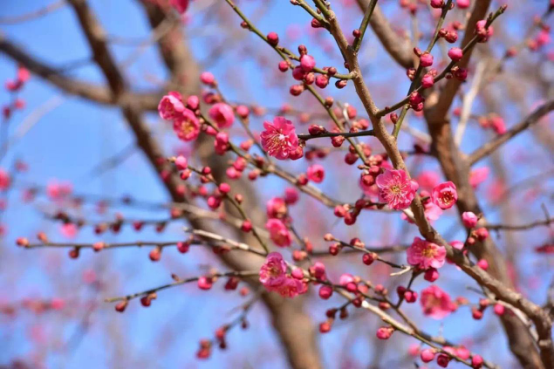 1491465539884045156.png 图片1.png