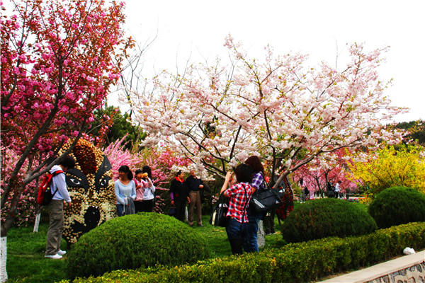 1492160540756073611.jpg 樱花节 (46).jpg