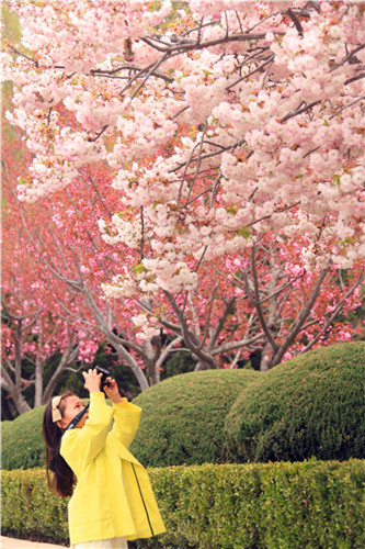 1492160554476084969.jpg 二〇三樱花园照片 (25)_副本.jpg