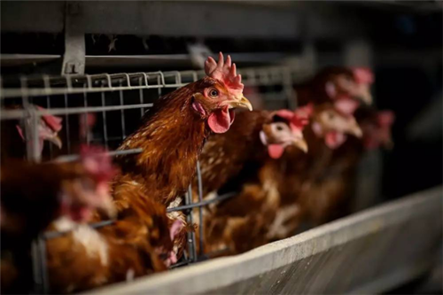 1505357999779027294.png 图片3_副本.png