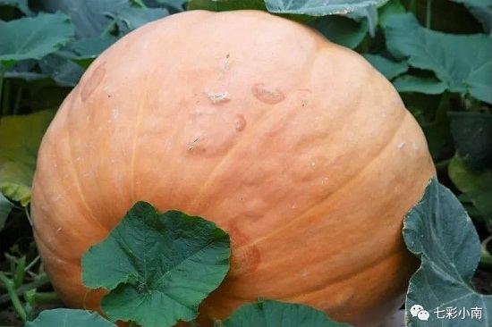 1532054983068022275.jpg 640.webp.jpg