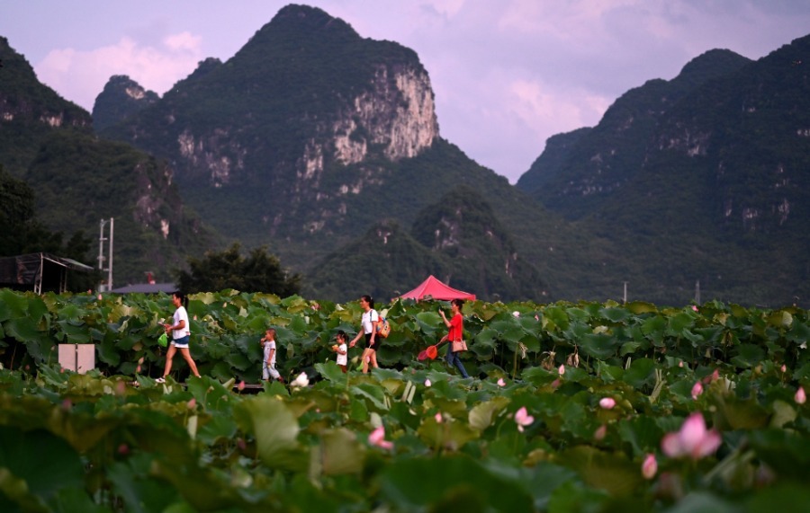 Lotus flower field creates refreshing summer attraction
