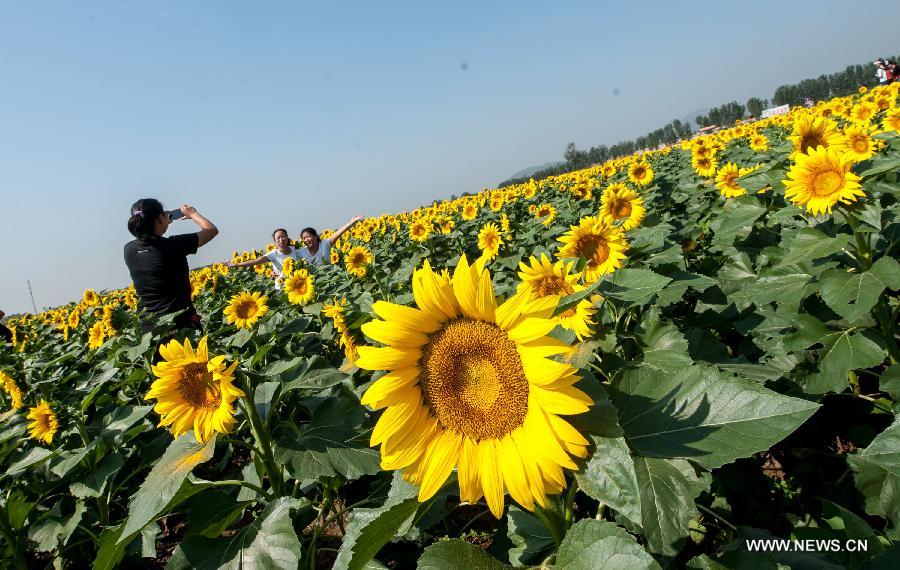 Sunflowers in full bloom in Changgou town