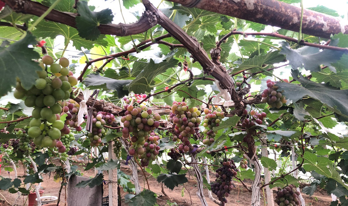 Grapes bring sweet prosperity to Tianjin village