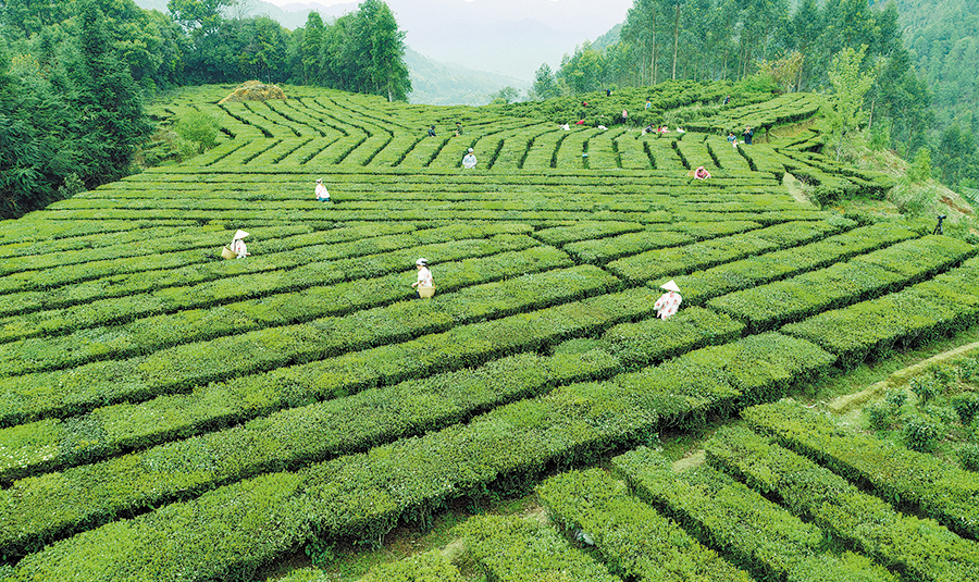 A tea town infused with prosperity