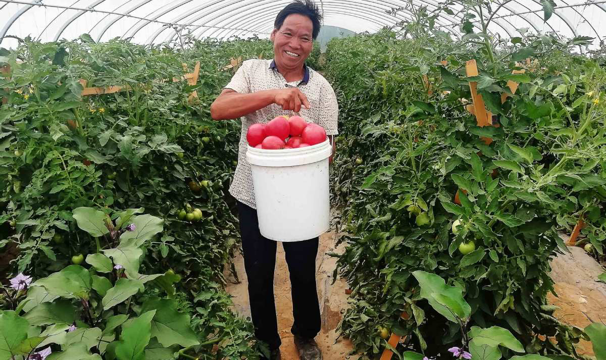 Greenhouses produce steady income for villagers