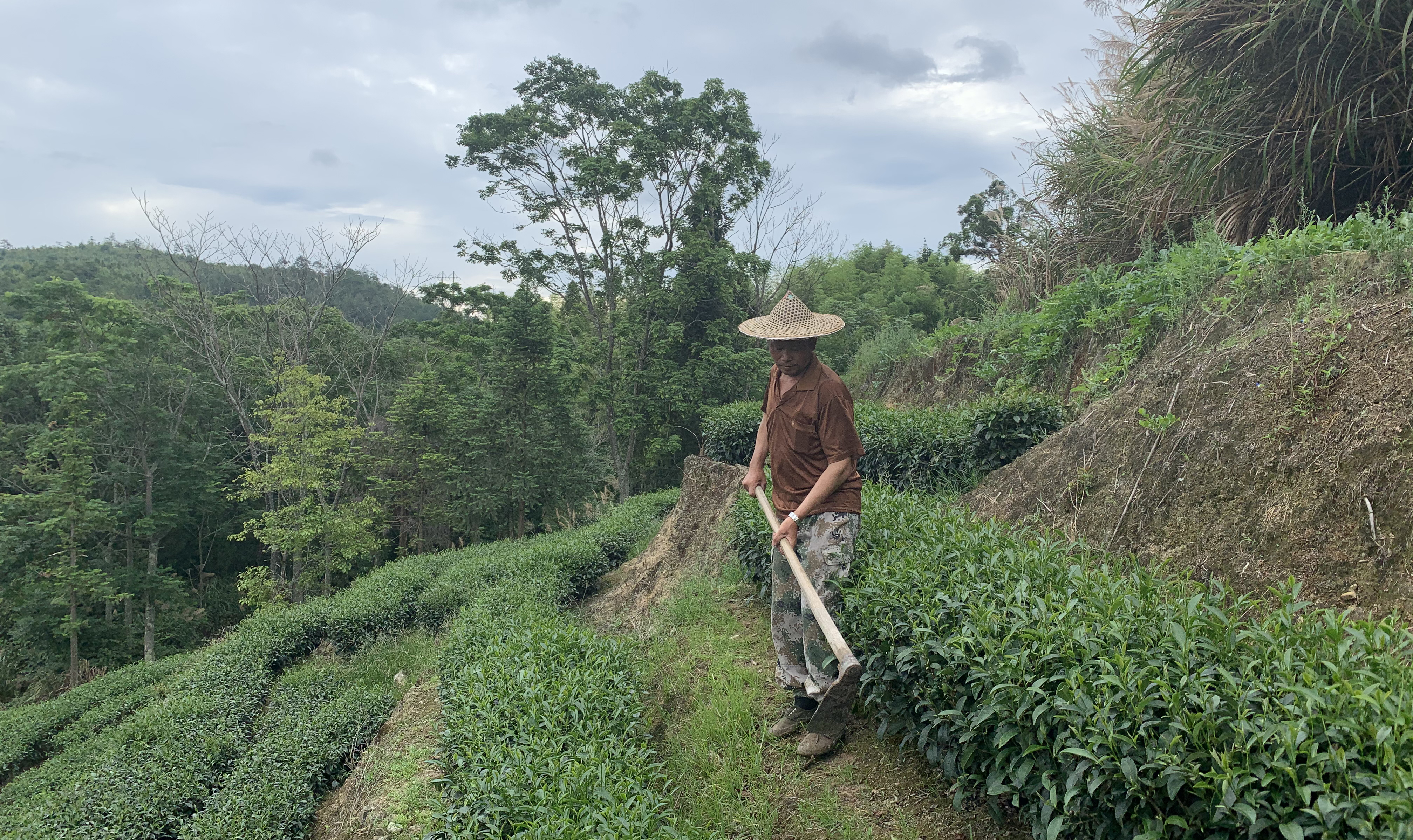 Tea project discovers a fresh blend to end poverty