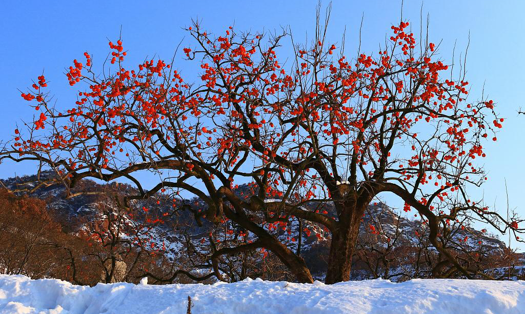 Fruit trees ready for winter harvest in Weihai