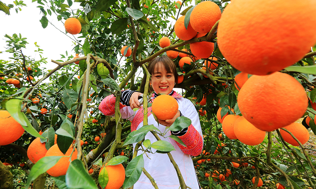 SW China town harvests navel oranges