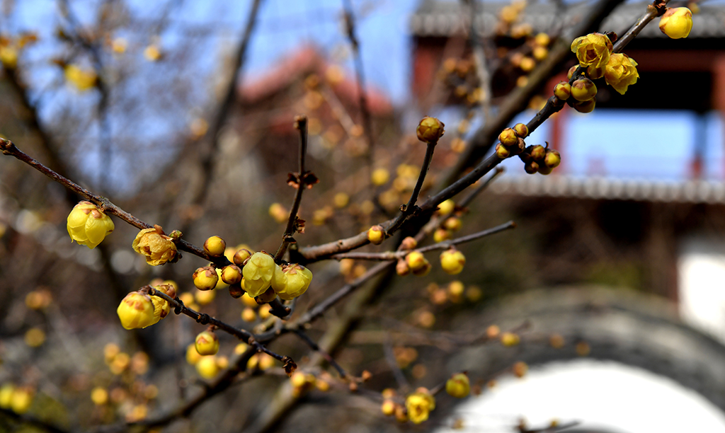 Wintersweet flowers bloom in E China town