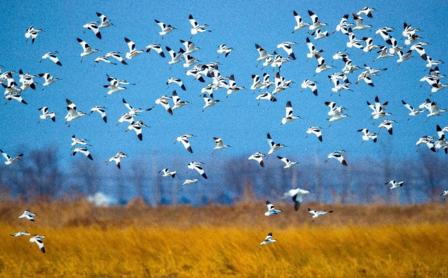 Pied avocets fly over the Tiaozini wetland, Dongtai, east China's Jiangsu province, Jan. 6, 2022. [People's Daily Online/Sun Jialu]