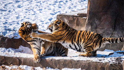 China sees fruitful achievements in protection of Siberian tigers, Amur leopards