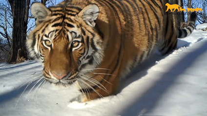 Wild tiger conservation pays dividends in China