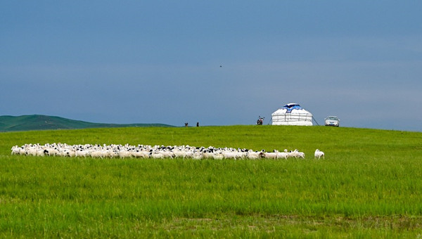 Rehabilitated prairies fortify green barrier in north China