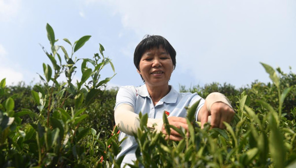 Tea master shares family secret for common prosperity