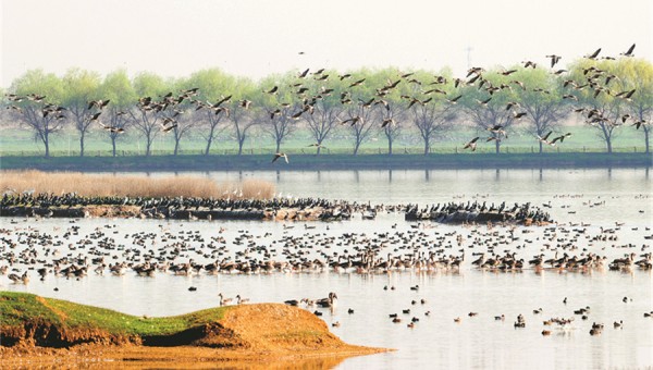 Scaling up practical wetlands protection