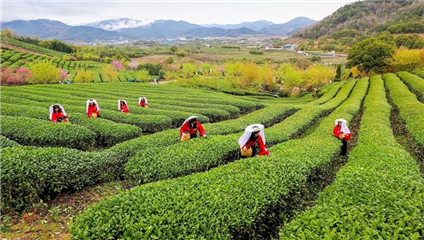 Tea gifts from China at COP15-2 mirror country's progress in biodiversity
