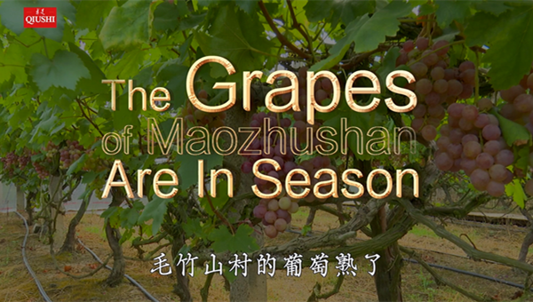 The Grapes of Maozhushan Are In Season