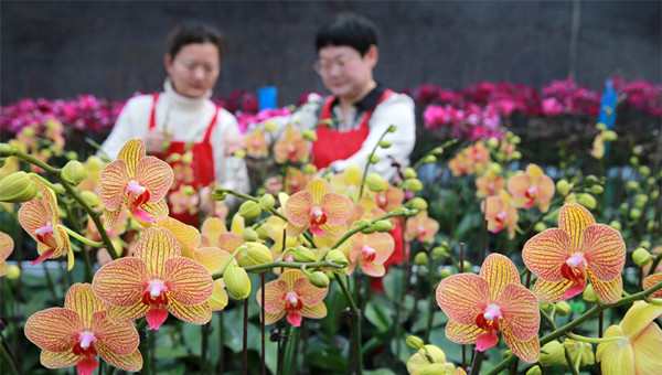 Flowers in full bloom ahead of Spring Festival