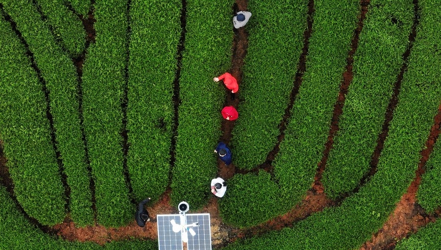 SE China's Fujian advances construction of high-standard ecological tea gardens