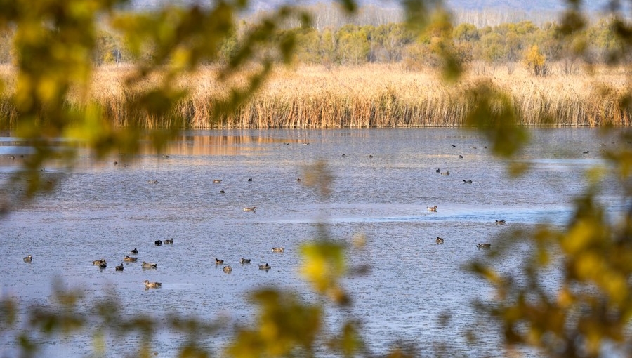 Beijing's improving water environment contributes to biodiversity