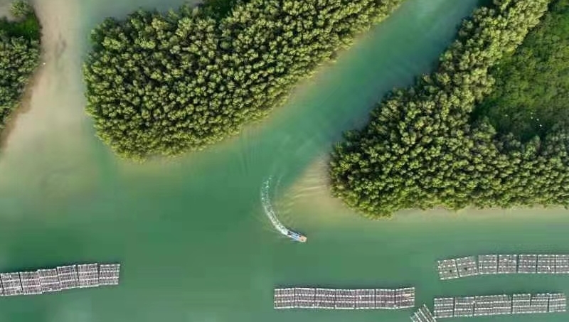 Coastal city moves to protect its mangroves