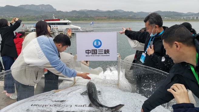 China achieves breakthrough in Yangtze sturgeon's natural reproduction in the wild