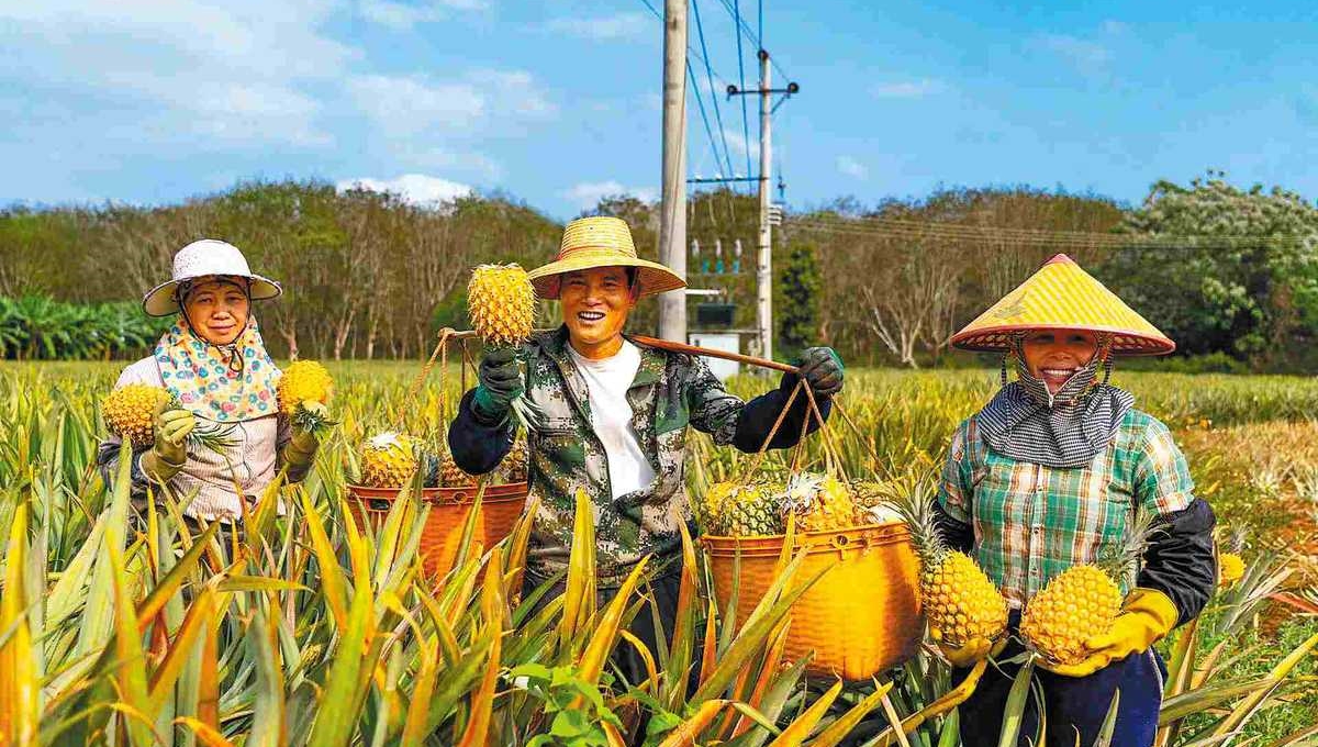 Distinctive pineapple industry proves sweet success for southern city