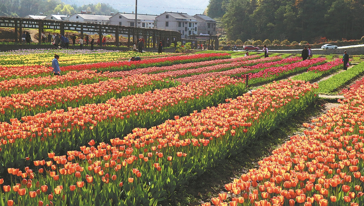 Village in Zhejiang flourishes on tulips, peonies