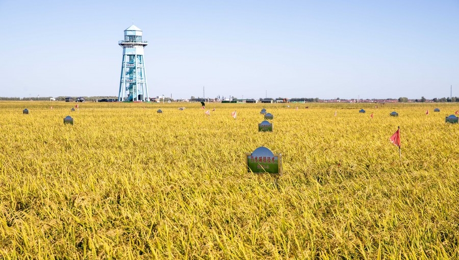 China's water-saving agriculture technology benefits BRI countries