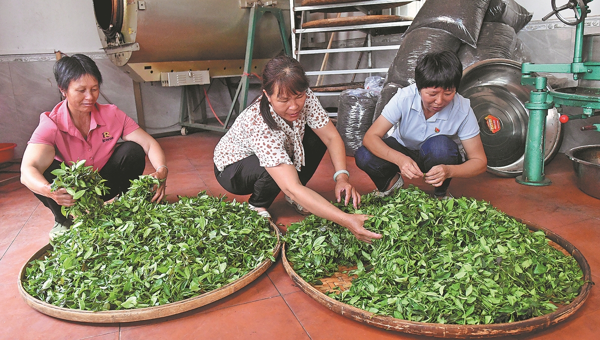 Wuzhou's distinctive tea embraces global growth