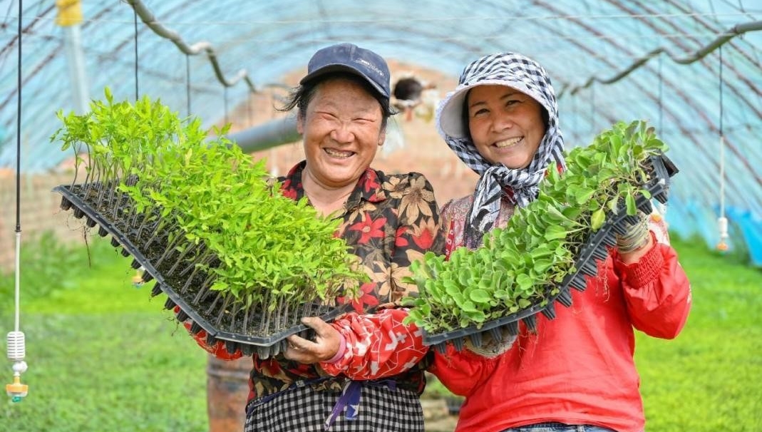 Facility agriculture blazes trail of agricultural development on Xinjiang's desert