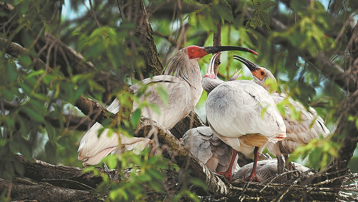 Biodiversity protection helps endangered species rebuild populations