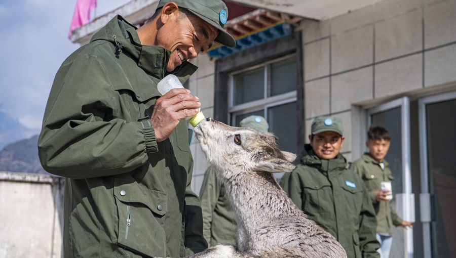 From conflict to coexistence: China sees changing human-wildlife relations