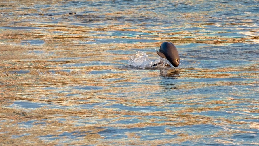 Ten-year fishing ban in Yangtze River sees phased progress