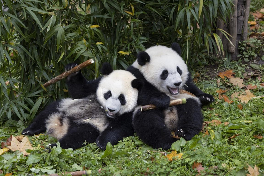 Giant pandas, envoys of harmony, friendship, inclusiveness