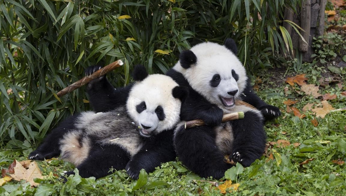 Giant pandas, envoys of harmony, friendship, inclusiveness