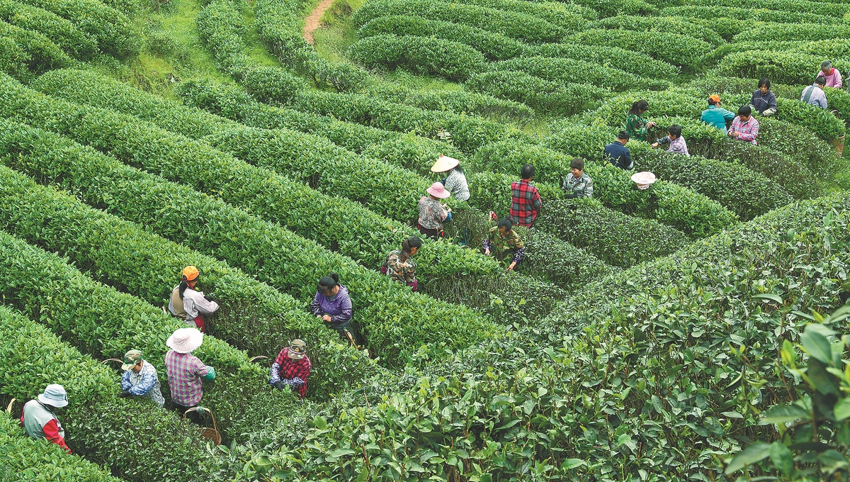 Wuyishan National Park aims to grow sustainable tea sector