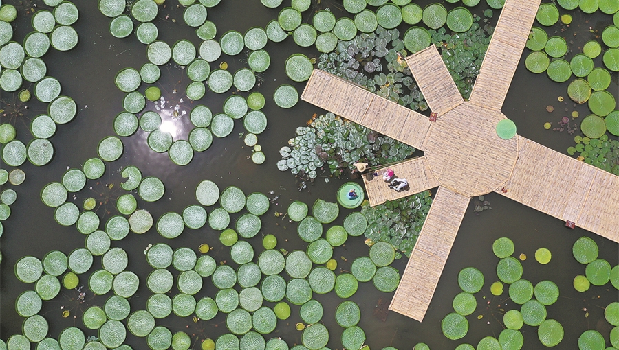 Giant water lilies a big hit in Xishuangbanna