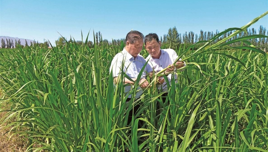China's Juncao grass leads to prosperity, happiness
