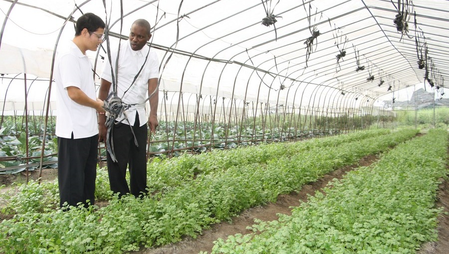 Cassava thrives in deepening Sino-African agri cooperation