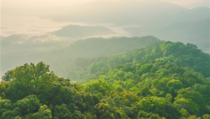 Digital technology gives leg up to ecological conservation in Hainan Tropical Rainforest National Park