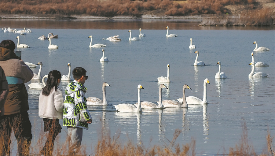 Survey points out important bird wetlands