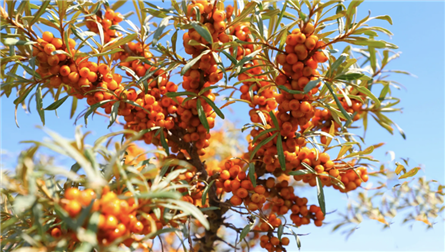 Desert farming provides ecological, economic benefits