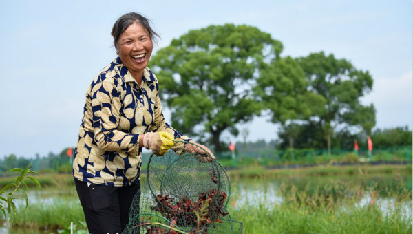 Mixed rice-crayfish farming leads new way of poverty alleviation in China