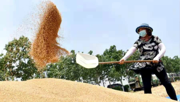 China issues guideline to stabilize grain production