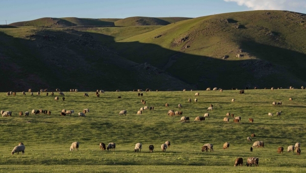 Multiple localities across China yield results in vigorously carrying out grassland protection and restoration projects